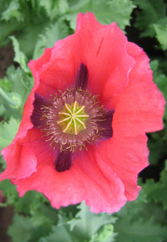 IMG_2548 copy.jpg (105707 bytes)