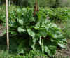 Rhubarb_1.jpg (85489 bytes)