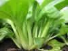pak_choi_1.jpg (59740 bytes)