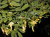 siberian pea bush.jpg (103294 bytes)